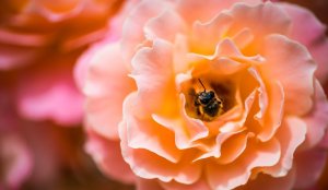 La miel de abeja proviene del néctar y de la savia
